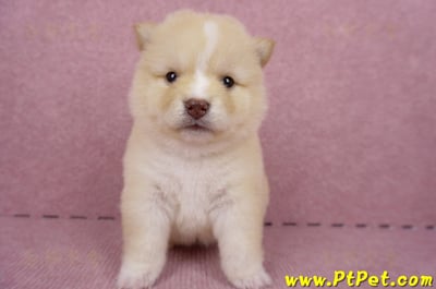 06/24白色柴犬母幼犬(桃園楊梅)2