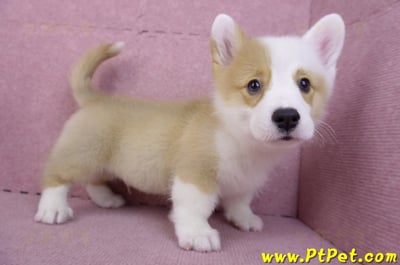 11/05雙色柯基犬公幼犬5