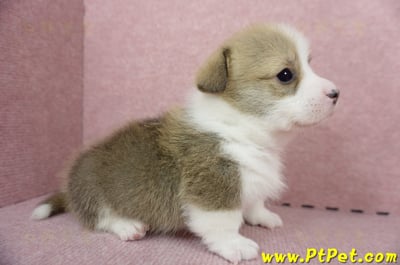 04/28雙色柯基犬公幼犬2號(高雄小港)5