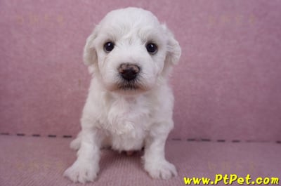 02/14比熊犬公幼犬1號(彰化大村)2