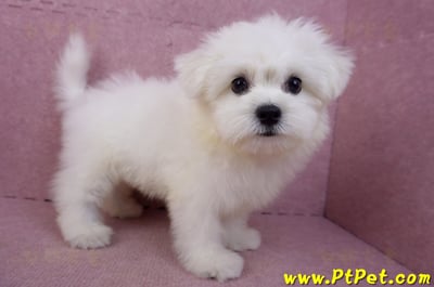 03/20馬爾濟斯公幼犬(新北土城)9