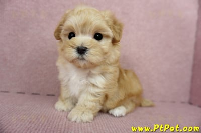 03/21奶油色馬爾泰迪母幼犬3號(高雄鼓山)8