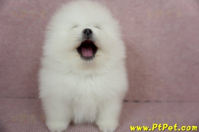 12/27迷你型松鼠白博美公幼犬1號(高雄前鎮)2