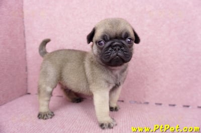 07/09巴哥公幼犬1號(台南關廟)3