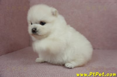 01/20迷你型松鼠白博美母幼犬(高雄鳳山)7