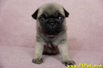 04/02巴哥母幼犬3號(新北林口)2