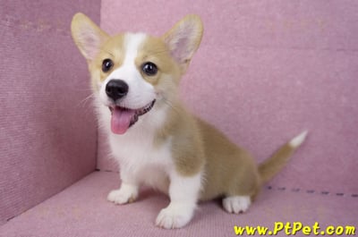 05/27雙色柯基犬公幼犬(台中西屯)16