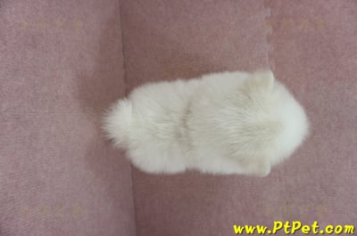 02/11迷你型松鼠白博美公幼犬(桃園市)12