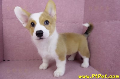 09/22雙色柯基犬公幼犬(高雄前金)10