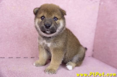 11/19赤色柴犬母幼犬(新北五股)5