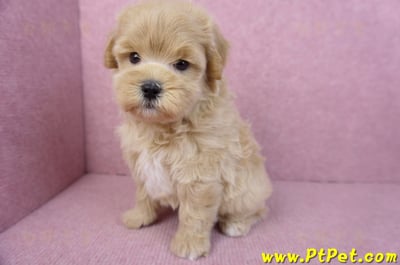 11/23馬爾泰迪公幼犬1號11