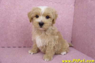 06/25馬爾泰迪公幼犬10