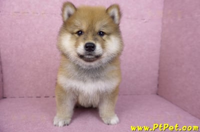 03/09赤色長毛柴犬公幼犬(高雄三民)1