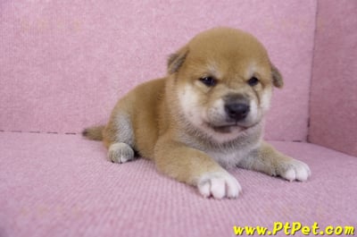 10/06赤色柴犬公幼犬1號(屏東萬丹)4