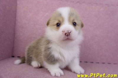 11/05雙色柯基犬公幼犬2號(桃園平鎮)2