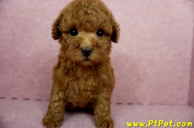 04/15玩具型紅貴賓母幼犬1號(台中大雅)3