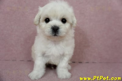 01/10奶白色馬爾泰迪公幼犬3號(屏東萬丹)3