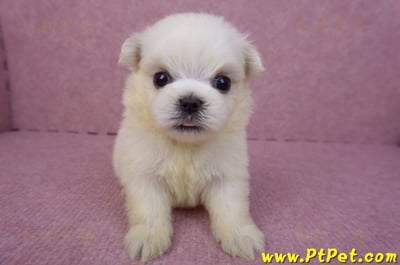 03/20馬爾濟斯公幼犬2號1