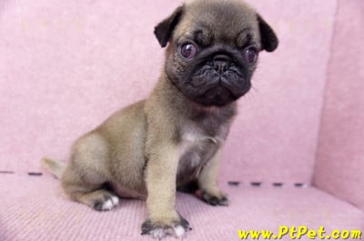 07/09巴哥公幼犬3號(新竹東區)4