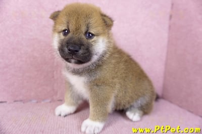 02/05赤色柴犬公幼犬2號(台東東河)5