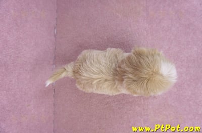 01/30馬爾泰迪公幼犬1號(花蓮市)12