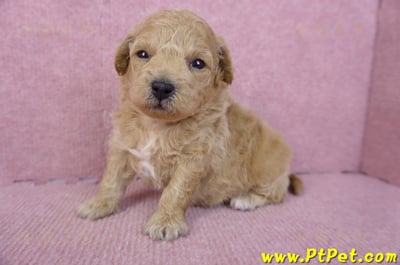 01/20泰迪比熊母幼犬5