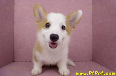 05/09雙色柯基犬母幼犬(台北萬華)1