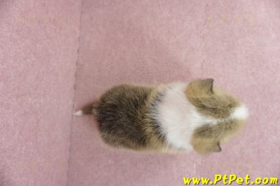 04/28雙色柯基犬公幼犬2號(高雄小港)7