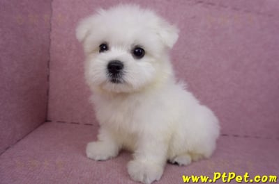 03/20馬爾濟斯公幼犬13