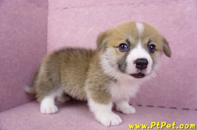 10/10雙色柯基犬公幼犬(台中大里)3