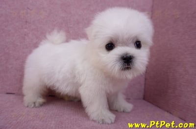 07/26迷你型馬爾濟斯 II 公幼犬1號(台北松山)6