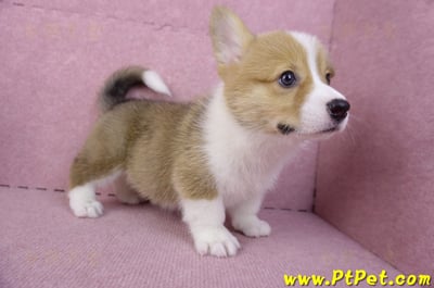 10/10雙色柯基犬母幼犬1號(宜蘭市)7