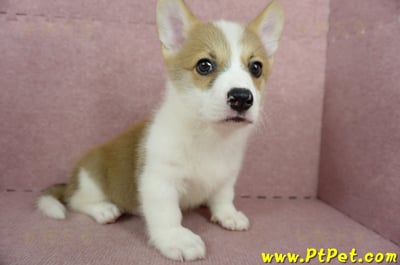 04/13雙色柯基犬公幼犬2號(桃園中壢)5