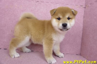 01/16赤色柴犬母幼犬6