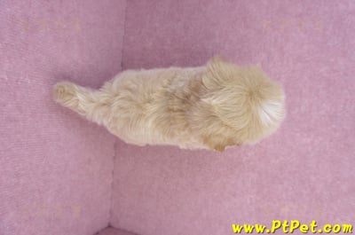 08/06奶油色馬爾泰迪公幼犬(台北中山)12