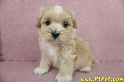 05/05奶油色馬爾泰迪公幼犬1號(台南東區)5