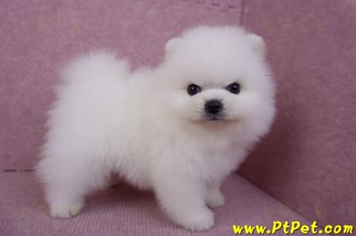 10/11松鼠白博美公幼犬1號(新北三重)7