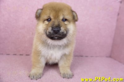 01/16赤色柴犬公幼犬2