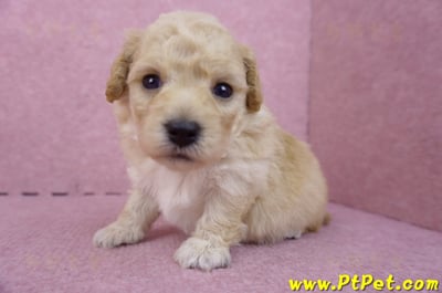 04/01泰迪比熊公幼犬2號(高雄前鎮)4