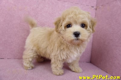 11/23馬爾泰迪母幼犬1號(新北永和)7