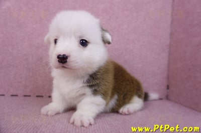 11/02雙色柯基犬公幼犬3號(高雄林園)6