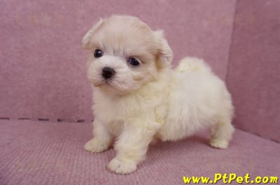 06/26迷你型馬爾濟斯 I 公幼犬2號(台中北屯)8