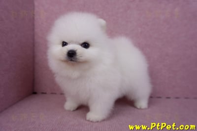 10/11松鼠白博美公幼犬1號(新北三重)9