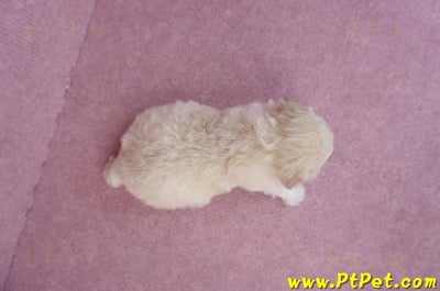 04/01泰迪比熊母幼犬3號6