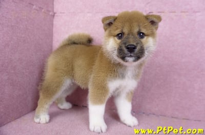 11/19赤色柴犬公幼犬5