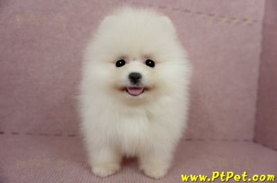 03/14迷你型松鼠白博美公幼犬1號(台北信義)1