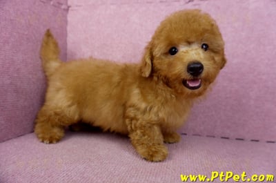 01/26紅貴賓公幼犬6