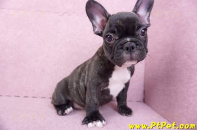 09/18虎斑色法國鬥牛母幼犬1號(屏東泰武)5