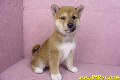 11/08赤色柴犬母幼犬(屏東九如)4