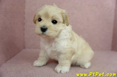 2/23奶油色馬爾泰迪公幼犬(屏東市)7